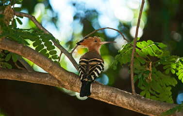 Huppe fasciée,.Upupa epops, Eurasian Hoopoe