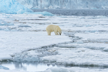 Female polar bear (Ursus maritimus) walking on pack ice, Björnsundet, Hinlopen Strait, Spitsbergen...