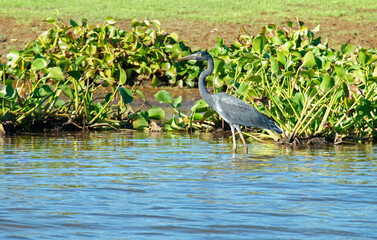 Fototapeta premium Aigrette dimorphe,.Egretta dimorpha, Dimorphic Egret