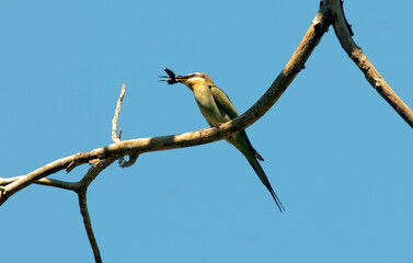 Guêpier de Madagascar,.Merops superciliosus, Olive Bee eater, Madagascar