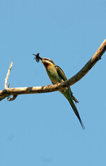 Guêpier de Madagascar,.Merops superciliosus, Olive Bee eater, Madagascar
