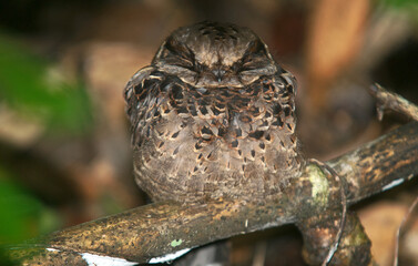 Engoulevent à nuque rousse,.Gactornis enarratus, Collared Nightjar, Madagascar