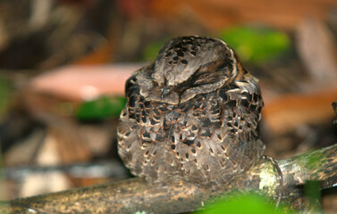 Engoulevent à nuque rousse,.Gactornis enarratus, Collared Nightjar, Madagascar