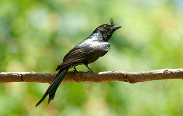 Drongo malgache,.Dicrurus forficatus, Crested Drongo, Madagascar