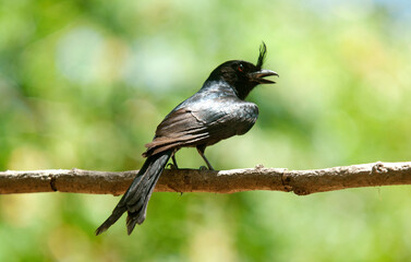 Drongo malgache,.Dicrurus forficatus, Crested Drongo, Madagascar