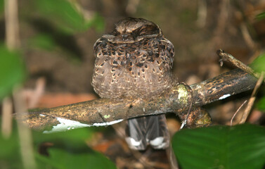 Engoulevent à nuque rousse,.Gactornis enarratus, Collared Nightjar, Madagascar
