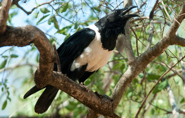 Corbeau pie,.Corvus albus, Pied Crow
