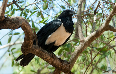 Corbeau pie,.Corvus albus, Pied Crow