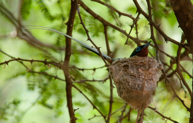 Gobe mouche de paradis de Madagascar, Tchitrec malgache,.Terpsiphone mutata, Malagasy Paradise Flycatcher, mâle, Madagascar