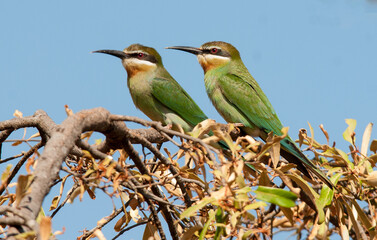 Guêpier de Madagascar,.Merops superciliosus, Olive Bee eater, Madagascar