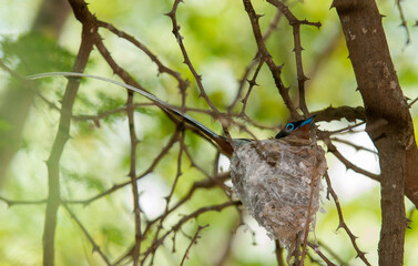 Gobe mouche de paradis de Madagascar, Tchitrec malgache,.Terpsiphone mutata, Malagasy Paradise Flycatcher, mâle, Madagascar