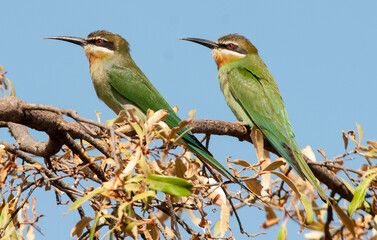 Guêpier de Madagascar,.Merops superciliosus, Olive Bee eater, Madagascar