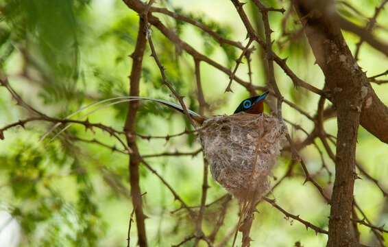 Gobe mouche de paradis de Madagascar, Tchitrec malgache,.Terpsiphone mutata, Malagasy Paradise Flycatcher, m&acirc;le, Madagascar