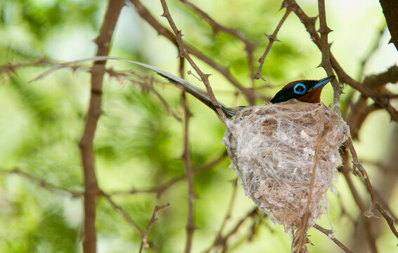 Gobe mouche de paradis de Madagascar, Tchitrec malgache,.Terpsiphone mutata, Malagasy Paradise Flycatcher, m&acirc;le, Madagascar