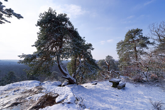 Snow in Fontainebleau forest. Camp de Chailly point of view
