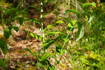 Vielblütige Weißwurz (Polygonatum odoratum) begegnet auf der Schwäbischen Alb