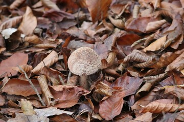 Blusher mushroom
