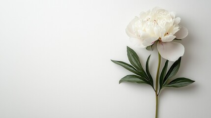 White peony flower on white background and copy space