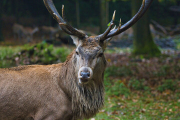 Rothirsch im Herbst