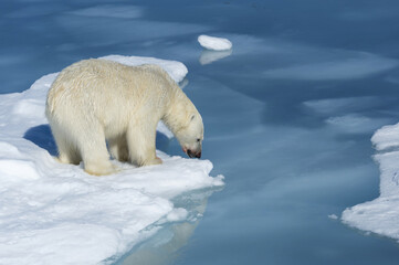 Male Polar Bear (Ursus maritimus) with blood on his nose and leg on ice floe and blue water, Spitsbergen Island, Svalbard archipelago, Norway, Europe © MC Photos