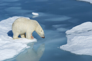 Male Polar Bear (Ursus maritimus) with blood on his nose and leg on ice floe and blue water, Spitsbergen Island, Svalbard archipelago, Norway, Europe © MC Photos