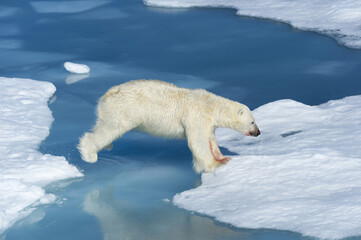 Male Polar Bear (Ursus maritimus) with blood on his nose and leg jumping over ice floes and blue water, Spitsbergen Island, Svalbard archipelago, Norway, Europe
