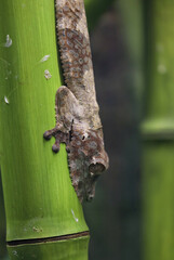 Lizard in Wild Nature