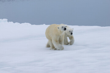 Mother polar bear (Ursus maritimus) walking with a cub on a melting ice floe, Spitsbergen Island, Svalbard archipelago, Norway, Europe