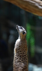 Adorable Meerkat Standing straight