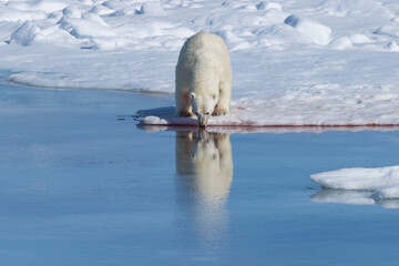 Naklejka premium Polar bear (Ursus maritimus) drinking water after a kill, Spitsbergen Island, Svalbard archipelago, Norway, Europe