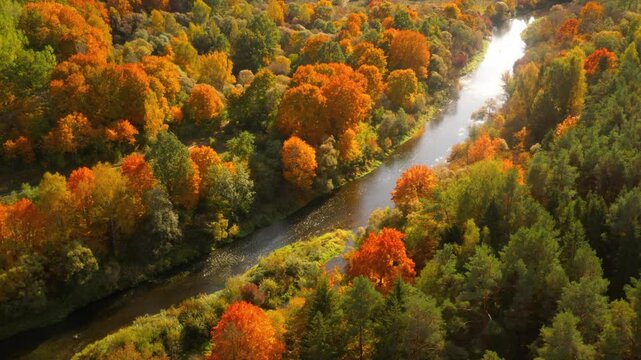 Autumn river bend, aerial drone video, bright red forest trees, fall season