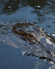 Alligators at Everglades National Park