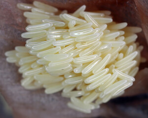 Deposit of eggs laid by a fly on a package of meat.