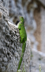Lizard in Wild Nature