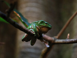 Tree Frog at Wild Nature