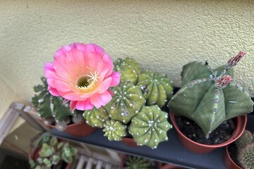 fiore rosa di cactus
