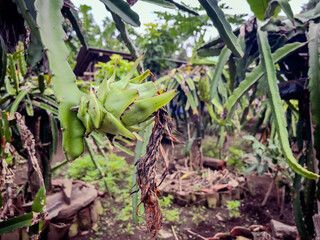 dragon fruit with wilted flower remains at the tip.