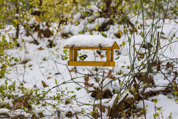 The bird feeder on the tree is covered in snow. A tit flies to the feeder.