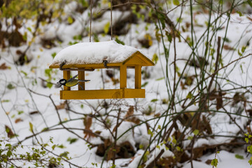 The bird feeder on the tree is covered in snow. A tit flies to the feeder.