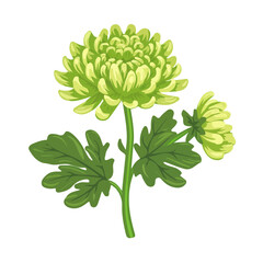 Simple flat 2D icon of chrysanthemum greens isolated on the background, vector design, ideal for animation, UI/UX design, mobile apps, web design, digital illustrations, and minimalist design, flat