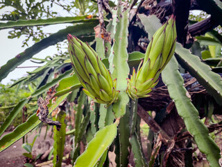 Obraz premium Dragon fruit flower buds grow perfectly.