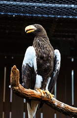 Bird in Natural Environment