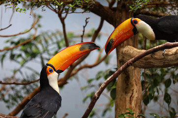 Bird in Natural Environment