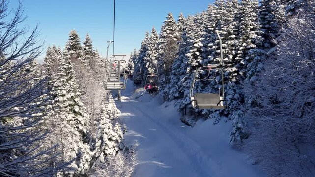 In Bursa Uludağ, people riding chairlift (teleski) on and ski among the pine trees. Uludağ is the most important ski resort in Turkey. 