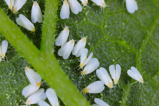 Glasshouse whitefly, Trialeurodes vaporariorum, on the underside of zucchini leaf.