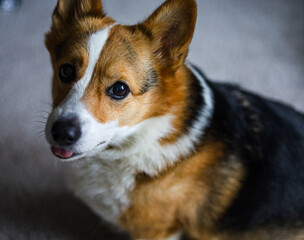 Adorable Corgi