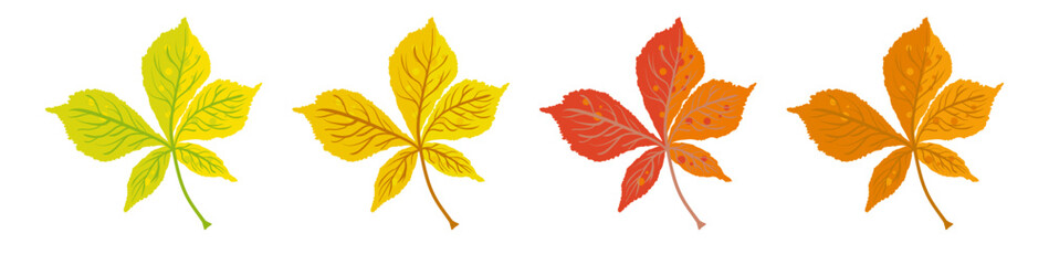 Autumn chestnut leaves yellow red and orange - vector illustration