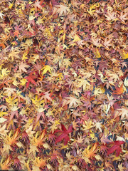 autumn leaves background