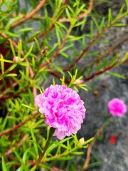 pink and white flowers