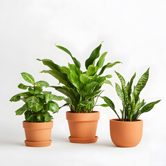 Obraz premium three lush houseplants in various sizes, in orange terracotta pots in white studio setting